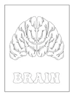 anteprima - Esercizi - Human Body Systems Coloring & Test Sheets - Pagina 2