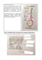 Vorschau - Klassenarbeiten - Übungsklausur zur Pflanzenökologie und Fotosynthese - Seite 3