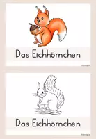 Vorschau - Poster - Eichhörnchen: Kartei - Seite 2