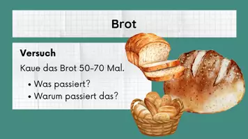 Vorschau - Stundenentwürfe - PPT & Stundenentwurf: Der Mund inkl Lösungen - Vom Biss zur Power Teil 4 - Biologie - Seite 1