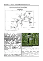 Vorschau - Arbeitsblätter - Stickstoffkreislauf und Stickstoffzeiger im Ökosystem Wald - Seite 1