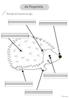 Vorschau - Arbeitsblätter - Arbeitsblätter der Igel Körperbau - Seite 1