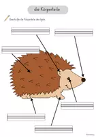 Vorschau - Arbeitsblätter - Arbeitsblätter der Igel Körperbau - Seite 2