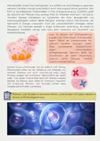 Vorschau - Arbeitsblätter - Pflanzenzellen und Tierzellen: Unterschiede & Gemeinsamkeiten - Seite 2