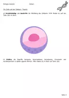 Vorschau - Arbeitsblätter - Theorie und Untersuchungen des Zellerkerns und der DNA mit Lösung - Seite 2