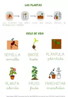 Vista previa - Refuerzo / NEE / Materiales de apoyo - LAS PLANTAS: CICLO DE VIDA Y PARTES DE UNA PLANTA - página 3