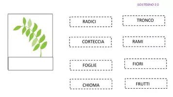 anteprima - Esercizi - Gioca e Impara: Le parti dell'Albero! - Pagina 2