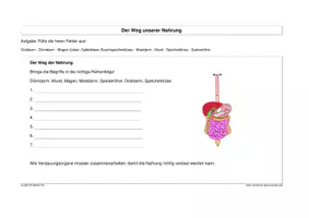 Vorschau - Stundenentwürfe - Verdauung und Ernährung - Seite 3