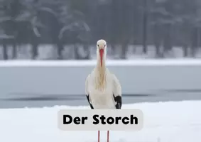 Vorschau - Anderer Materialtyp - Tiere im Winter - Wissenskartei Storch (Vogelzug) - Seite 1