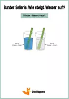 Vorschau - Arbeitsblätter - Wie trinken Pflanzen? Wassertransport Experiment Sellerie - Deckblatt
