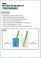 Vorschau - Arbeitsblätter - Wie trinken Pflanzen? Wassertransport Experiment Sellerie - Seite 3