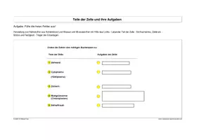 Vorschau - Stundenentwürfe - Zellarten und ihre Aufgaben - Seite 3