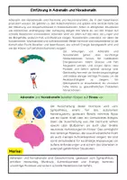 Vorschau - Arbeitsblätter - Adrenalin und Noradrenalin: Kampf-Flucht & Energie - Seite 1