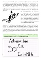 Vorschau - Arbeitsblätter - Adrenalin und Noradrenalin: Kampf-Flucht & Energie - Seite 3