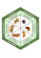 Vorschau - Spiele - Entwicklung der Säugetiere Legekreis - Biomino - Seite 1