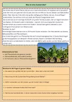 Vorschau - Arbeitsblätter - Zuckerrübe-Vom Feld auf den Teller (1) - Seite 3