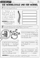 Vorschau - Arbeitsblätter - DAS SKELETT - Die Wirbelsäule und der Wirbel (Arbeitsblatt) - Seite 1