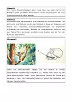 Vorschau - Arbeitsblätter - Mystery zur Stammbaumerstellung: Verwandtschaftsbeziehungen bei Primaten - Seite 2