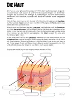 Vorschau - Arbeitsblätter - Die Haut - Aufbau und Beschriftung - Seite 1