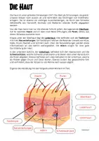 Vorschau - Arbeitsblätter - Die Haut - Aufbau und Beschriftung - Seite 2