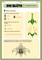 Vorschau - Arbeitsblätter - Die Blüte - Aufbau und Funktion | Unterrichtsreihe "Blütenpflanzen", Biologie 5.-6. Klasse - Seite 1