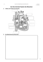 Vorschau - Arbeitsblätter - Arbeitsblatt_Herz-Kreislauf-System - Seite 2