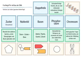 Vorschau - Arbeitsblätter - Aufbau der DNA (Genetik) - Legekarten, Domino & Tabelle - Seite 1