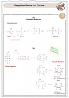 Vorschau - Stundenentwürfe - Verlaufsplan Ringschluss Glucose - Seite 3