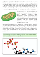 Vorschau - Arbeitsblätter - Glucose: Energie, Stoffwechsel, Glykolyse - Seite 3