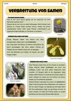 Vorschau - Arbeitsblätter - Verbreitung von Samen | Unterrichtsreihe "Blütenpflanzen", Biologie 5.-6. Klasse - Seite 2