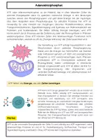 Vorschau - Arbeitsblätter - ATP Energie Molekül: einfach erklärt - Seite 1