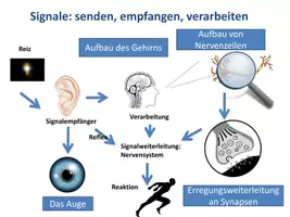 Vorschau - Poster - Advanced Organizer Neurobiologie - Deckblatt