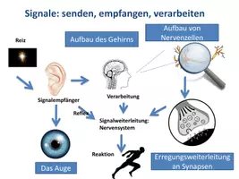 Vorschau - Poster - Advanced Organizer Neurobiologie - Seite 2