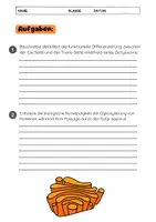Vorschau - Arbeitsblätter - Der Golgi-Apparat: Struktur & Funktion - Seite 3