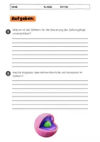 Vorschau - Arbeitsblätter - Der Zellkern: Arbeitsblätter, Merksätze, Lückentext - Seite 3