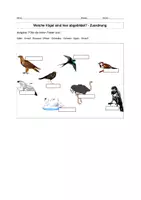 Vorschau - Stundenentwürfe - Vogelarten und ihre Merkmale - Seite 2
