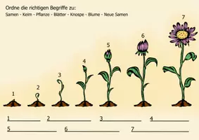 Vorschau - Arbeitsblätter - Frühling Blumenwachstum – Vom Samen zur Blüte - Arbeitsblatt - Seite 1