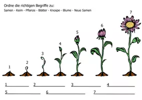Vorschau - Arbeitsblätter - Frühling Blumenwachstum – Vom Samen zur Blüte - Arbeitsblatt - Seite 3