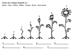 Vorschau - Arbeitsblätter - Frühling Blumenwachstum – Vom Samen zur Blüte - Arbeitsblatt - Seite 2