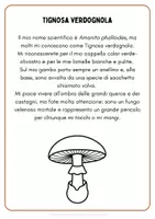 anteprima - Schede informative - Alla scoperta del mondo dei funghi - Pagina 1