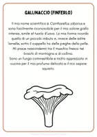 anteprima - Schede informative - Alla scoperta del mondo dei funghi - Pagina 3