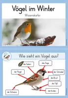 Vorschau - Anderer Materialtyp - Wissenskartei Vögel im Winter - Seite 1