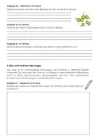 Vorschau - Arbeitsblätter - Sinne & Hormone Biologie Klassenarbeit: 8. Klasse Gymnasium - Seite 2