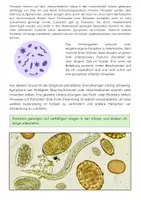 Vorschau - Arbeitsblätter - Parasiten und Infektionswege: Hygiene, Übertragung, Prävention - Seite 3