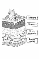 anteprima - Esercizi - Gli strati del suolo 🍃🪴 - Pagina 1