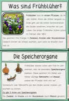 Vorschau - Arbeitsblätter - Frühblüher Wissenskartei Klasse 2-4 - Seite 2