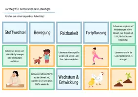 Vorschau - Spiele - Kennzeichen des Lebendigen - Legekarten, Domino & Tabelle - Seite 2