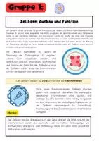 Vorschau - Arbeitsblätter - Die Zellorganellen Gruppenarbeit: Ribosomen, Zellkern, Mitochondrien, ER - Seite 1