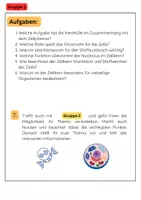 Vorschau - Arbeitsblätter - Die Zellorganellen Gruppenarbeit: Ribosomen, Zellkern, Mitochondrien, ER - Seite 2