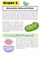 Vorschau - Arbeitsblätter - Die Zellorganellen Gruppenarbeit: Ribosomen, Zellkern, Mitochondrien, ER - Seite 3